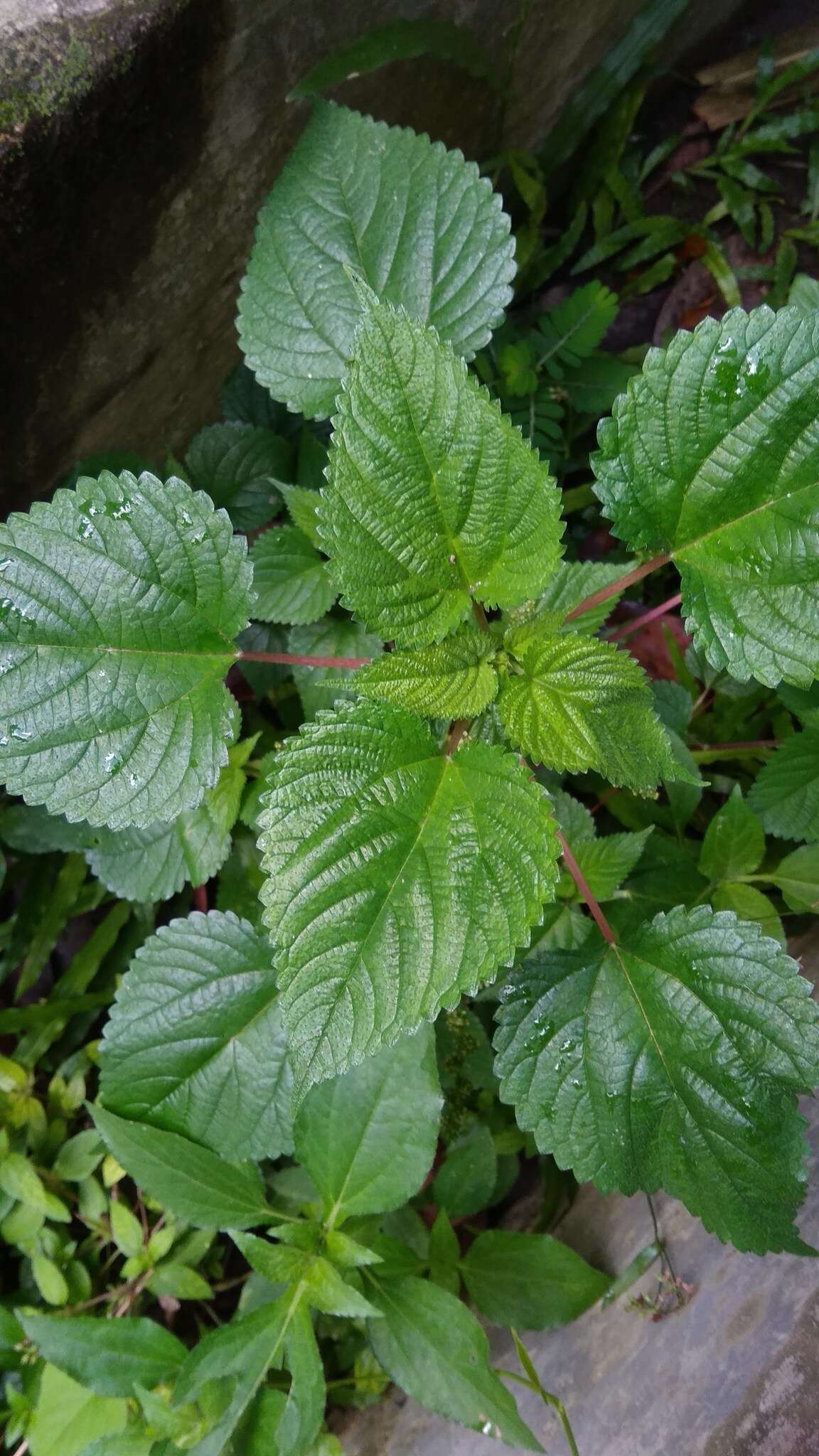 Image of Hawaii Wood-Nettle