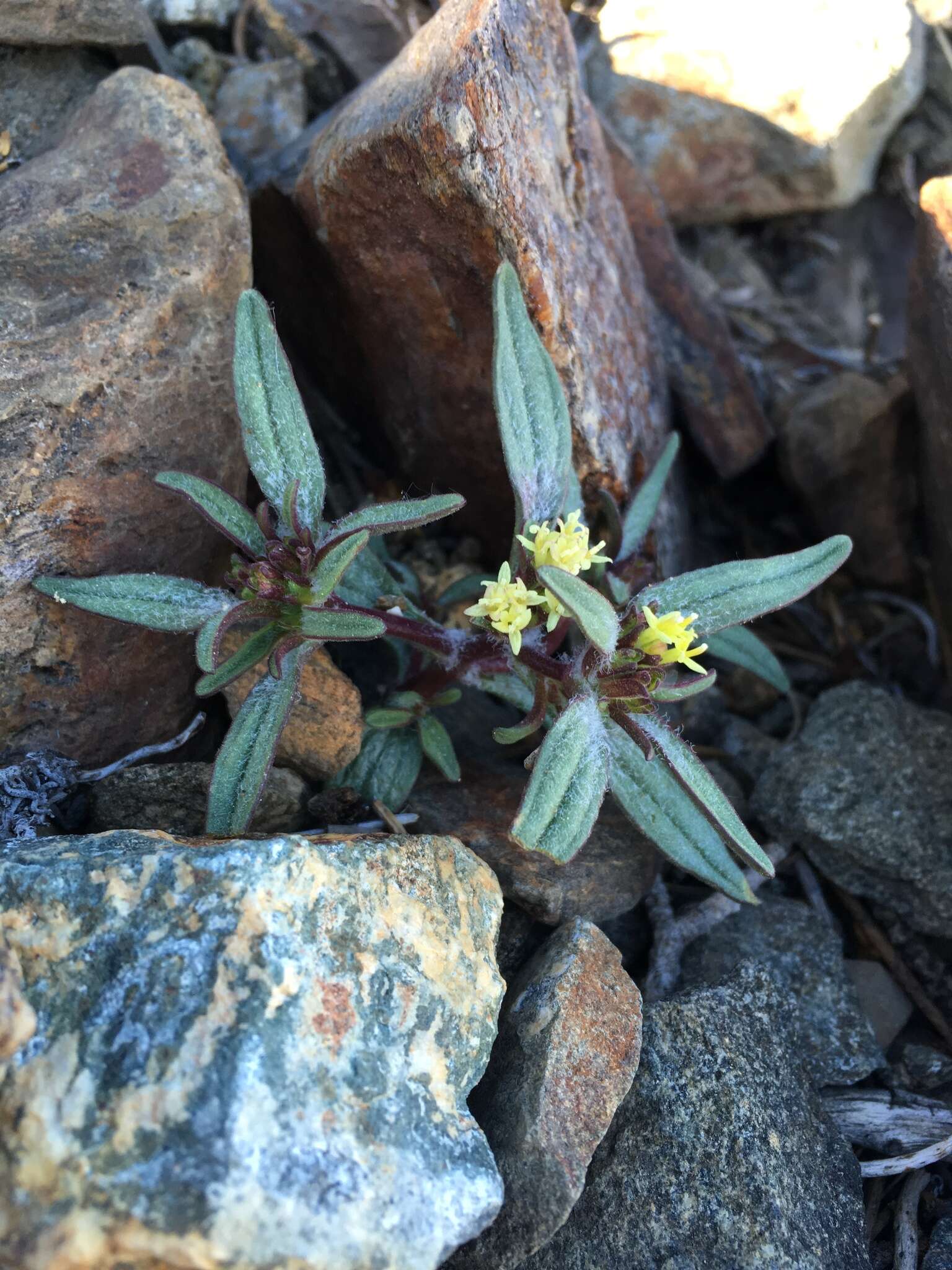 Image of California mountainpincushion