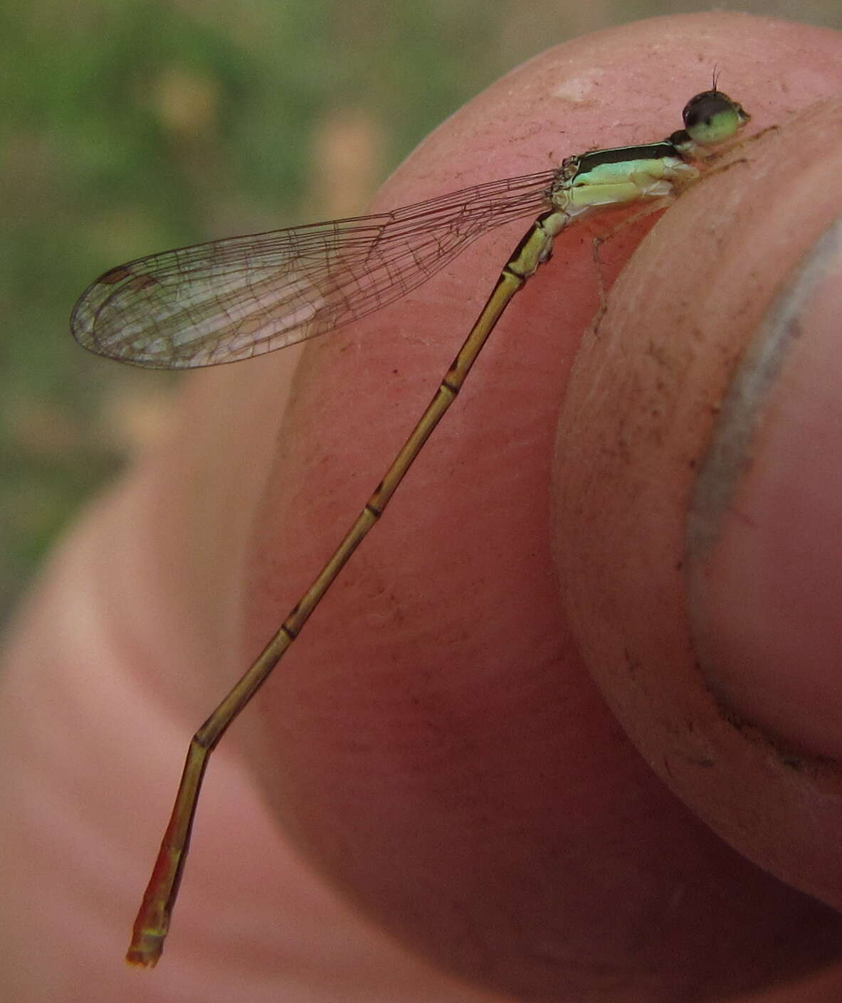 Image of Agriocnemis exilis Selys 1872