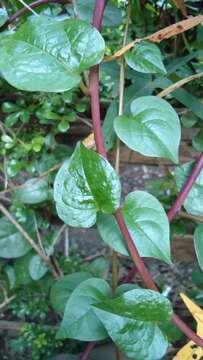 Image of Climbing nightshade