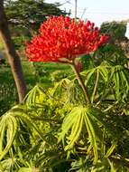 Plancia ëd Jatropha multifida L.