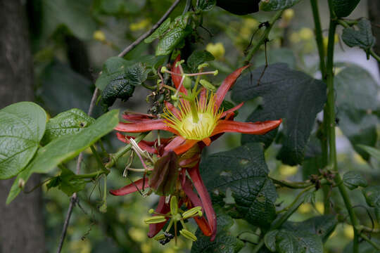 Sivun Passiflora cinnabarina Lindl. kuva