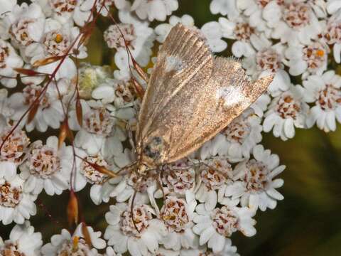 Image of Udea alpinalis