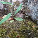 Image of Robinson's hawkweed