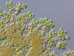 Image of Elliptochloris