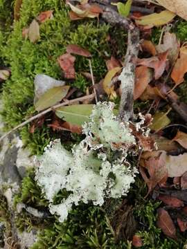 Image of parmotrema lichen