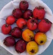 Image of dotted hawthorn