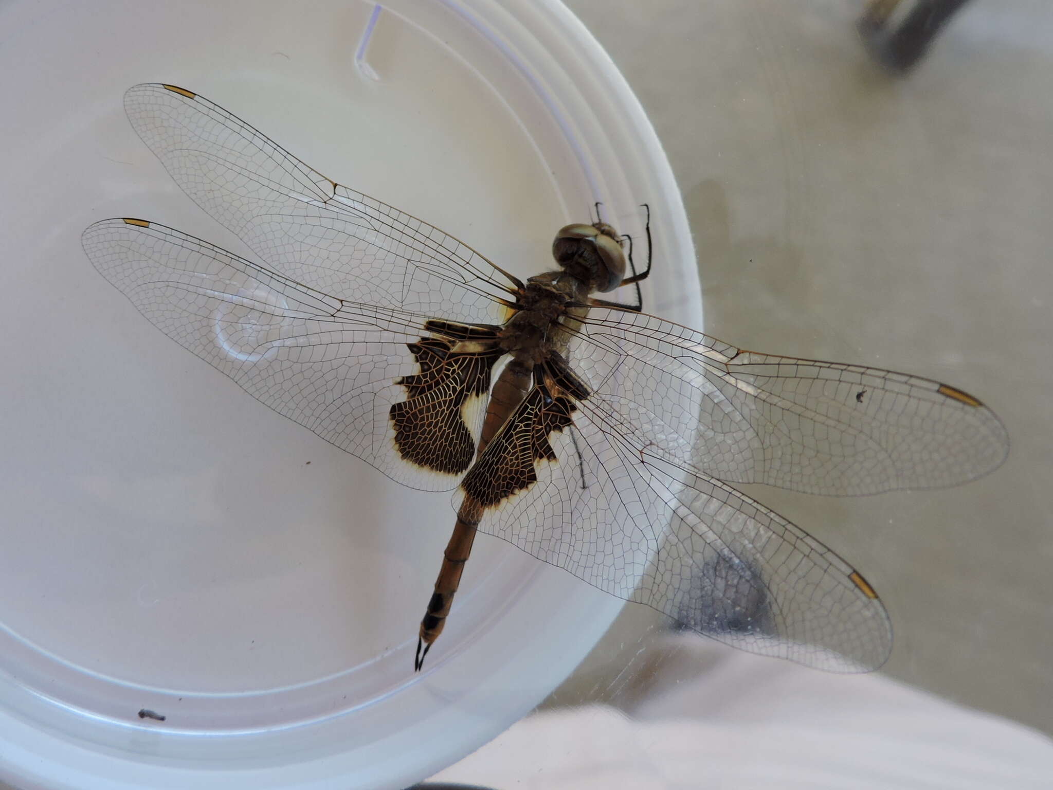 Image of Red Saddlebags