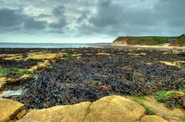 Image de fucus vésiculeux