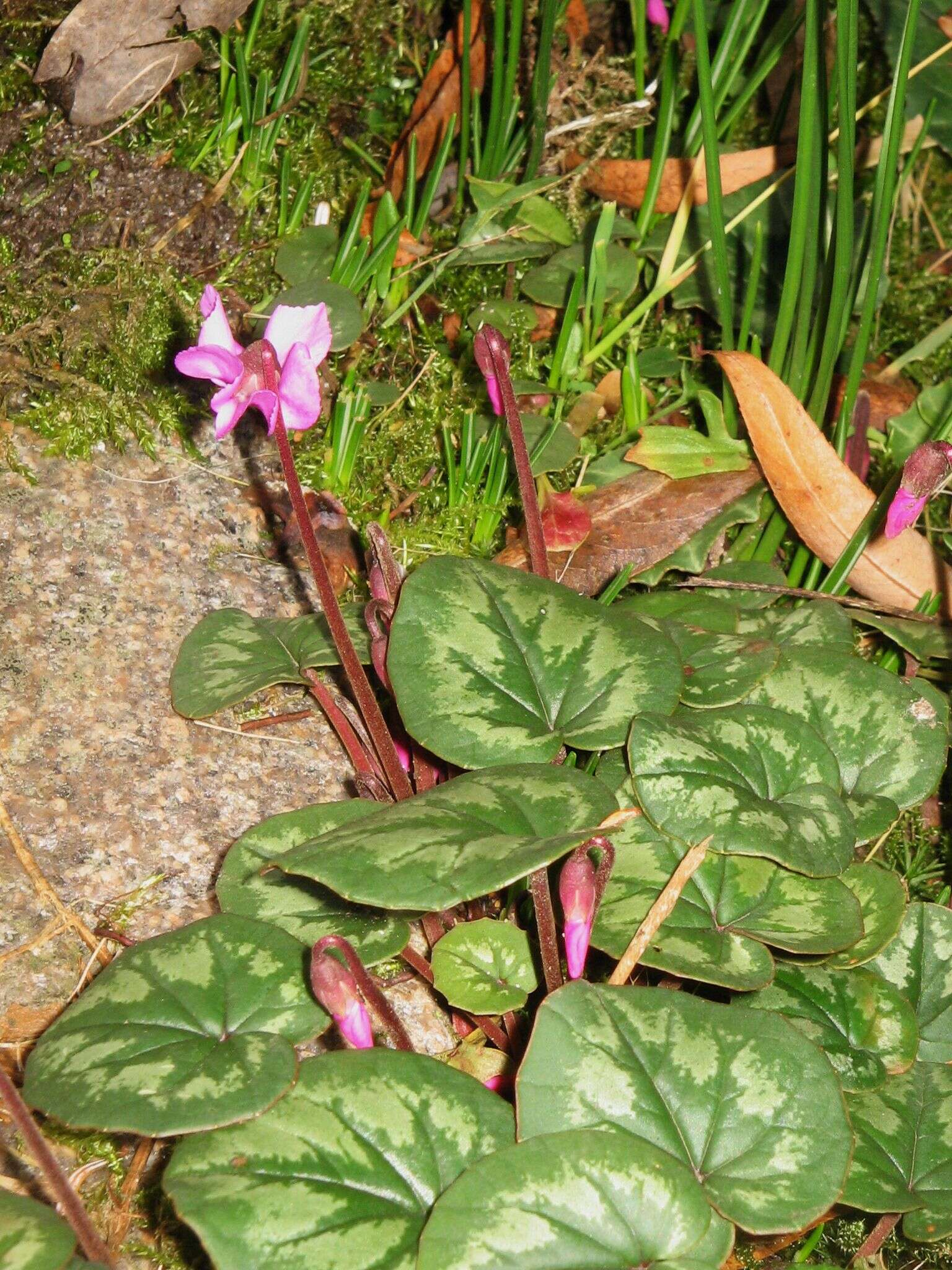 Image of Cyclamen coum Miller