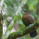 Image of Rufous-breasted Leaftosser