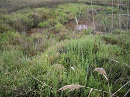 Image of glasswort