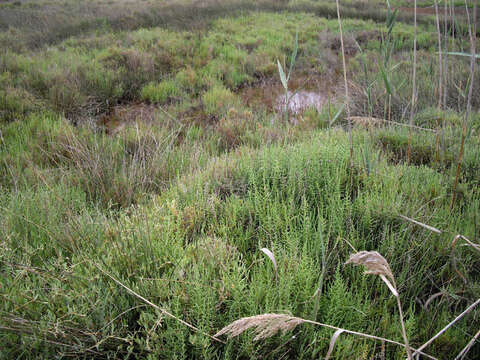 Imagem de Salicornia europaea L.