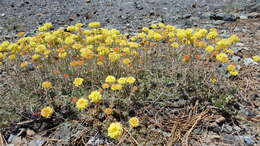 Image of Siskiyou buckwheat