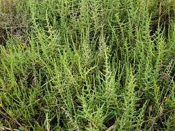 Image of glasswort