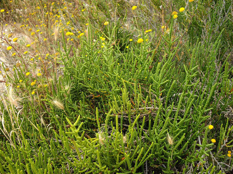 Image of glasswort