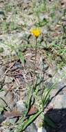 Image of Potato dandelion