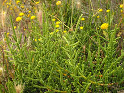 Image of glasswort