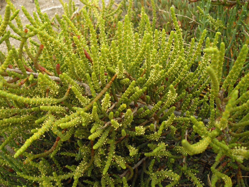 Image of glasswort