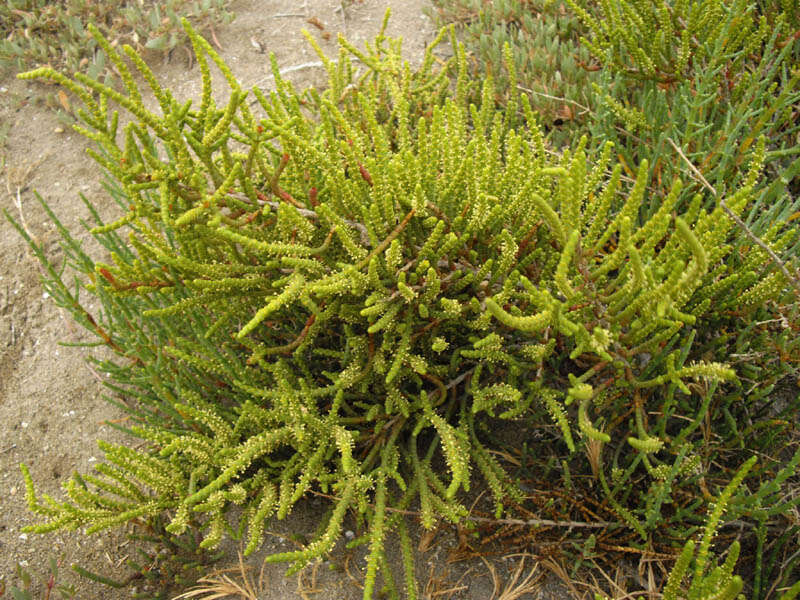 Image of glasswort