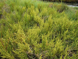 Image of glasswort