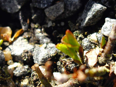 Image of snowbed willow