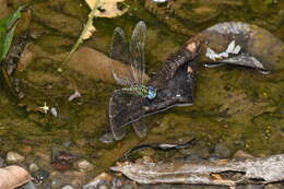 Image of Rhionaeschna planaltica (Calvert 1952)