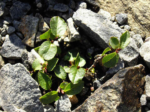 Image of snowbed willow