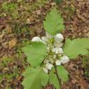 Imagem de Crataegus intricata Lange