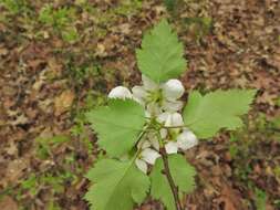 Image of Copenhagen hawthorn