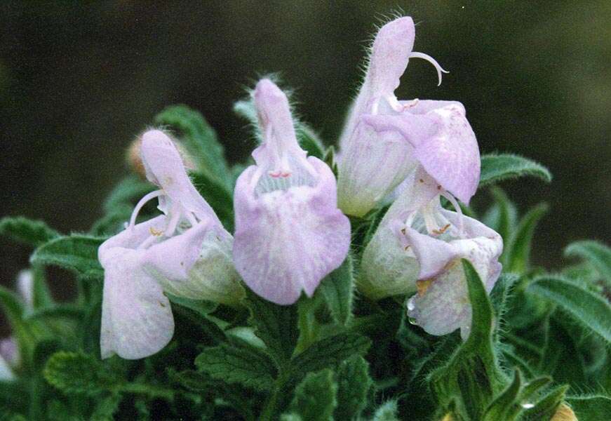 Image of Salvia caespitosa Montbret & Aucher ex Benth.