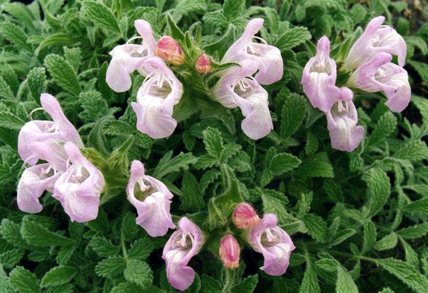 Image of Salvia caespitosa Montbret & Aucher ex Benth.