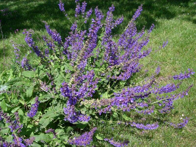 Imagem de Salvia pratensis L.