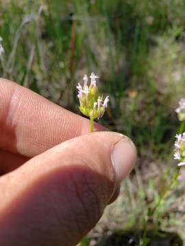 Plancia ëd Valeriana ciliosa (Greene) Byng & Christenh.