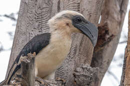 Image of Von der Decken's Hornbill