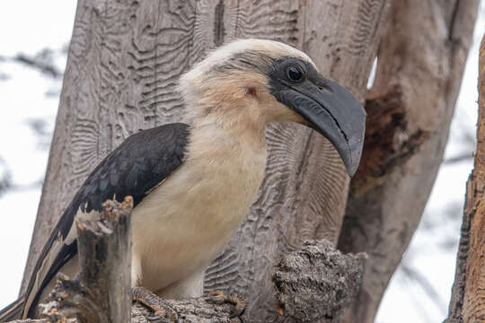 Image of Von der Decken's Hornbill