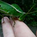 Image of Prionolopha serrata (Linnaeus 1758)