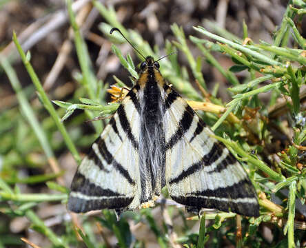 Image of Iphiclides