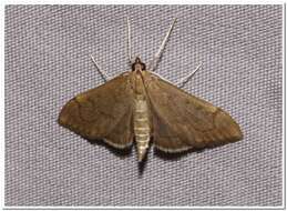 Image of <i>Anania mysippusalis</i>