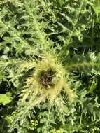 Image of Spiniest Thistle