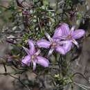 Thysanotus manglesianus Kunth resmi