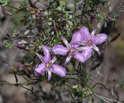 Слика од Thysanotus manglesianus Kunth