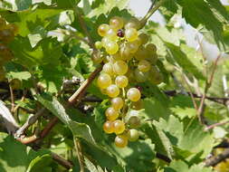 Image of wine grape