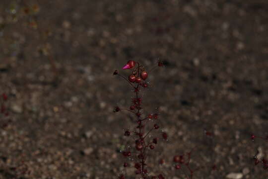 Image of Drosera menziesii R. Br. ex DC.