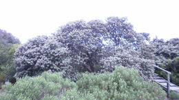 Image of Camphor bush