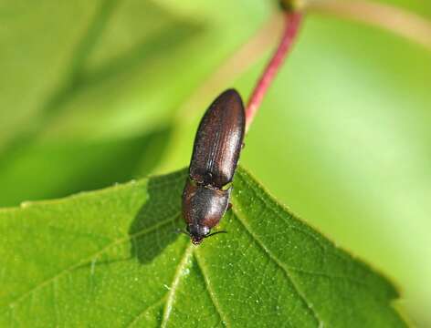 Image of Sericus brunneus (Linnaeus 1758)