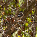 Image of Double-barred Finch