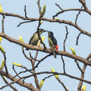 Image of Red-rumped Tinkerbird