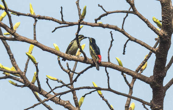 Image of Red-rumped Tinkerbird