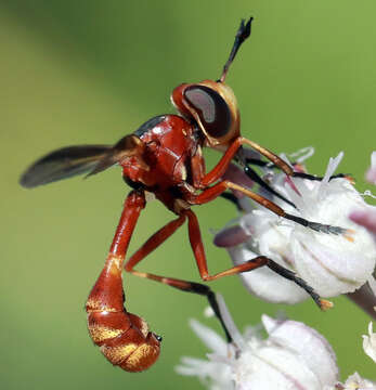 Sivun Physoconops fronto (Williston 1885) kuva